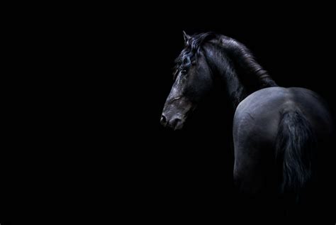 Black Horse Wallpapers Top Free Black Horse Backgrounds Wallpaperaccess