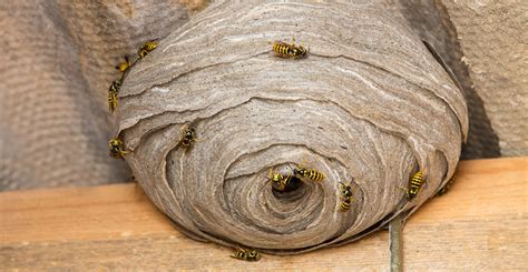 Spiders routinely clean their legs of all pieces of silk and other debris that might cause them to get stuck why do black widows eat there husband.i love the artical it will realy help with my spider. Why do wasps build nests? | Natural History Museum