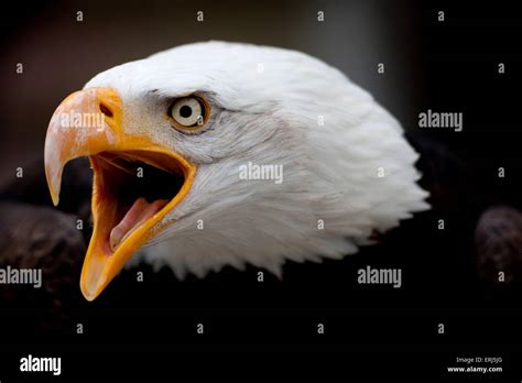 American Bald Eagle Screaming Hi Res Stock Photography And Images Alamy