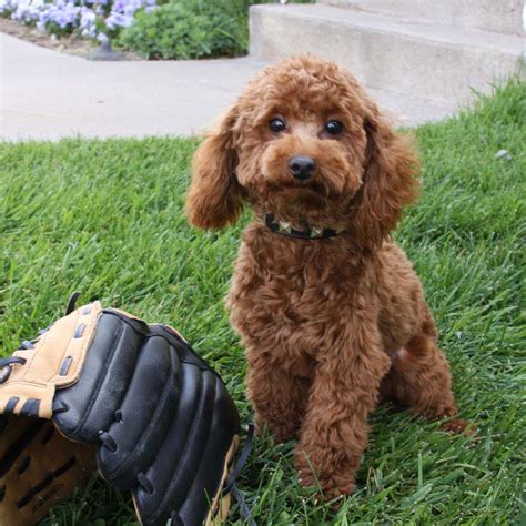 The mini goldendoodle has become a very popular puppy in america. Teacup Goldendoodle & Mini Goldendoodle Puppies for sale ...