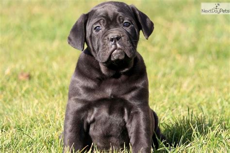 Buttercup : Cane Corso Mastiff puppy for sale near Lancaster, Pennsylvania. | c65b2164-1201