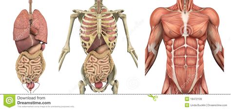 There is a printable worksheet available for download here so you can take the quiz with pen and paper. Human Anatomy Body - Human Anatomy for Muscle ...