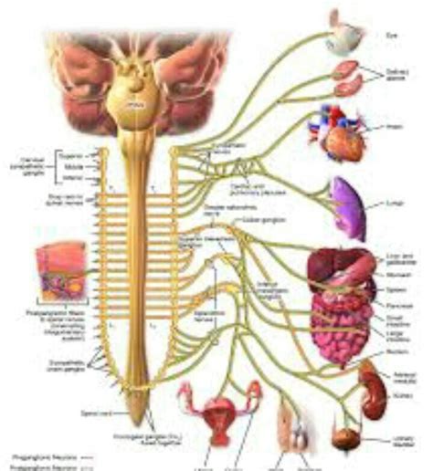 what is sympathetic and parasympathetic nervous system ? Explain with