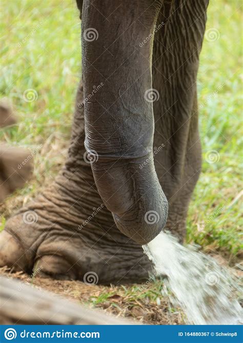 Close Up Asian Elephant Penis Peeing Stock Image Image