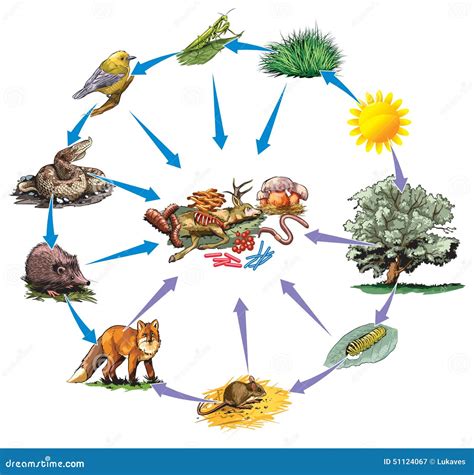 Cadena alimentaria ilustración del vector Ilustración de biosfera