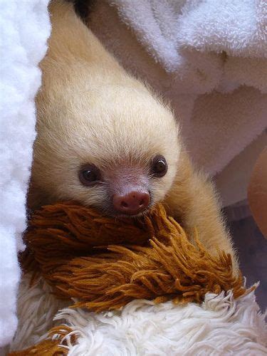 Baby Sloth W His Teddy Bear Cute Animals Cute Baby Sloths Animals