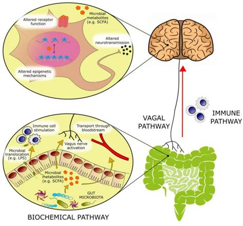 Gut Microbial Metabolites In Depression Understanding The Biochemical