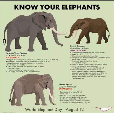 Pin by Miro on AN. | Elephant species, Elephant, Elephant facts