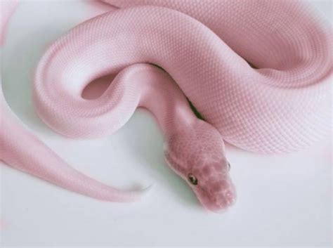 Pin By IsaÖ On P A S T E L Cute Snake Pink Snake Scary Snakes