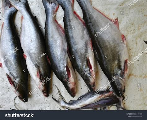 Pangasius Pangas Catfish Fresh Water Fish Stock Photo 1591178185