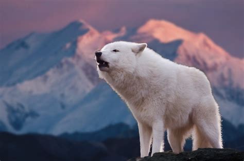 Loup arctique description du canidé sauvage photos Instinct