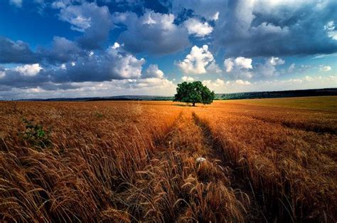 Wheat Fields In The Megiddo Region Landscape Photography Shining Tree