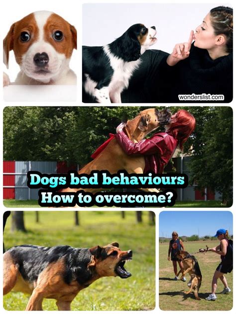 Top 10 Bad Dog Behaviors Most Common Bad Habits Of Dogs Bad Dog