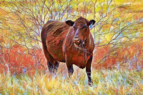Impressionist Black Angus Cow Digital Art By Gaby Ethington Fine Art