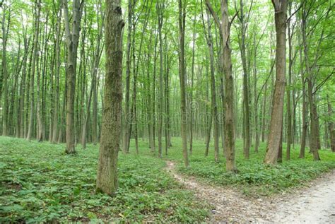 Slender Trees In Young Forest Green In Summer Stock Photo Image Of