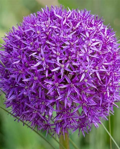 Allium Purple Sensation 15 Bulbs Hangende Bloemen Bloemkleuren