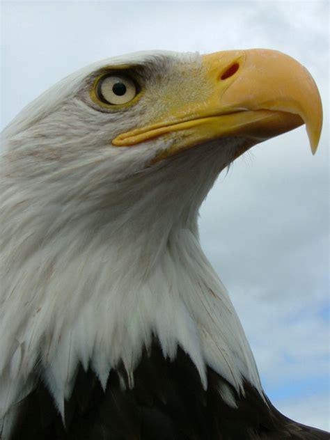 Bald Eagle Day 1 Bald Eagle Pet Birds Eagle Pictures