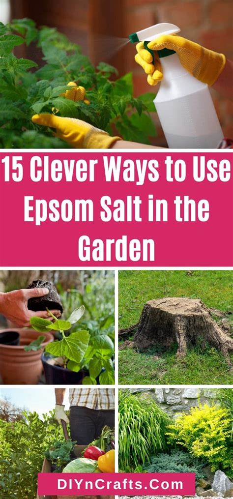 15 Clever Ways To Use Epsom Salt In The Garden Diy And Crafts