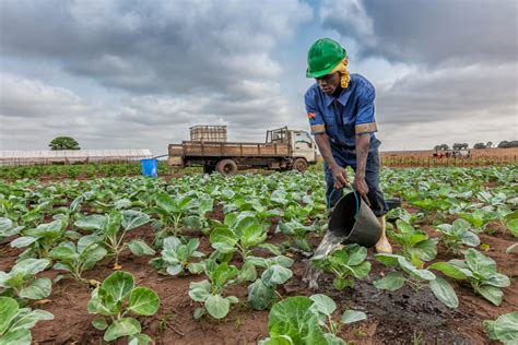 País Vai Regulamentar Uso De Fertilizantes Na Agricultura Para Mitigar Alterações Climáticas