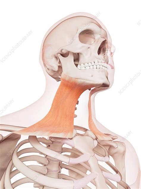 Human Neck Muscles Stock Image F0158520 Science Photo Library