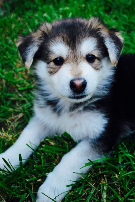 Siberian Husky German Shepherd Mix Puppies Pets Lovers