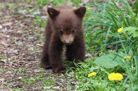 4503 best little bear images on pholder aww hardcoreaww and rarepuppers