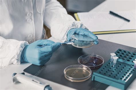 Microbiologist Working In Laboratory Stock Image F0246053