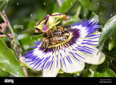 Bees On A Passion Flower Passiflora Caerulea Passionflower Against