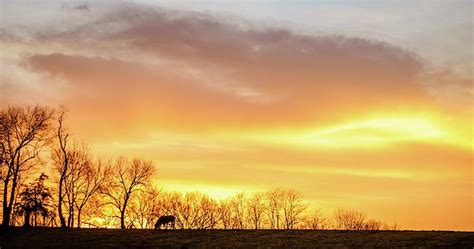 Horse On A Pasture In Kentucky At Sunset By Alexey Stiop Abstract