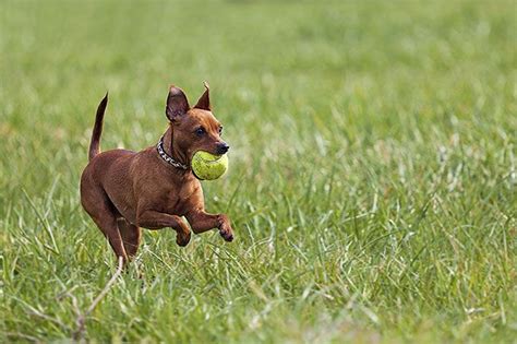 Miniature Pinscher Dog Breed Information Pictures Characteristics And Facts