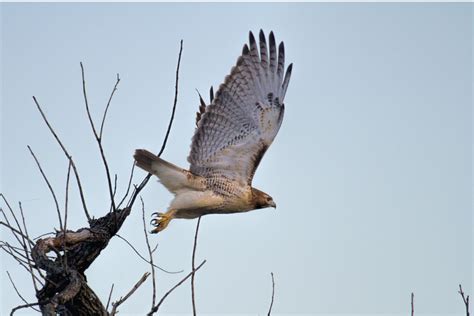 Free Images Wing Wildlife Flight Hawk Fauna Bird Of Prey Vertebrate Oklahoma Falcon