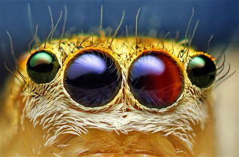 Cool Animals Pictures Macro Photography Of Insects Eyes