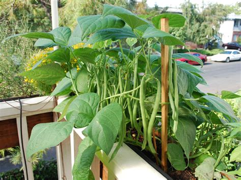Container Gardening Vegetables Selecting Vegetables For