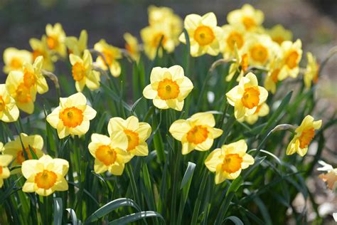 6 Easy To Grow Bulbs For Beautiful Spring Flowers