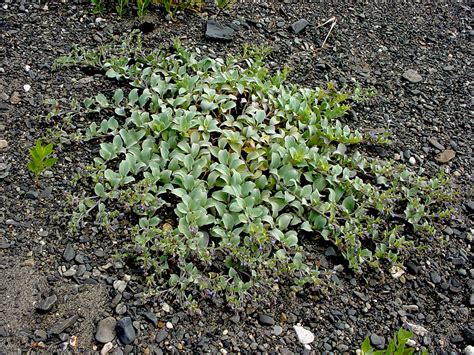 It grows on gravel ground in the northern hemisphere, reaching north to the northern parts of canada. Mertensia maritima (seaside bluebells): Go Botany
