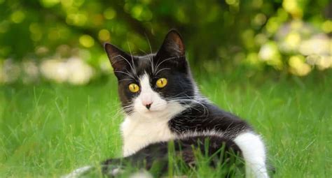 10 Facts About Tuxedo Cats Personality History Health And More