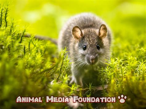 Interesting Facts About Norway Rat Animal Media Foundation
