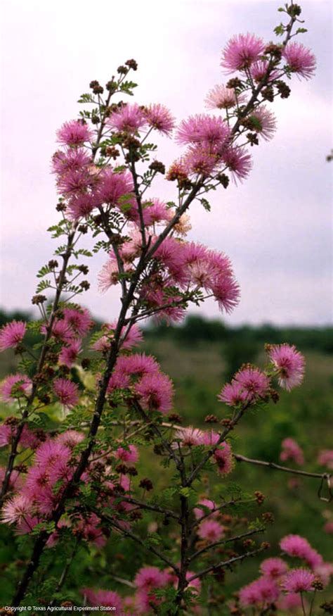 Check spelling or type a new query. Texas Native Plants Database
