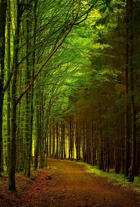 Free Photo Green Forest Path Road Nature Free Image On Pixabay