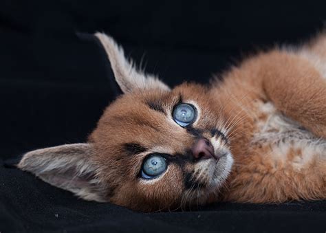 15 Adorable Pictures Of Baby Caracals That Will Melt Your Heart