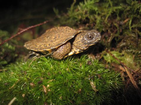 Wood Turtles On The Verge At Great Swamp By Us Fish And Wildlife