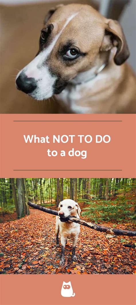 What Not To Do To Your Dog 12 Things To Avoid Dogs Dog Care Your Dog