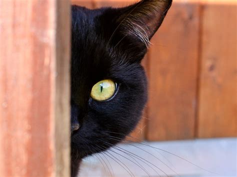 10 Curiosidades Y Datos Interesantes Sobre Los Gatos Negros