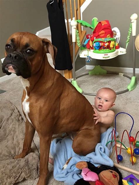 Cute Boxer Puppy Pictures With Captions