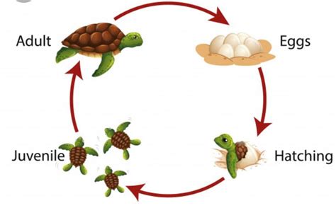The Life Cycle Of A Turtle 🐢 Vòng đời Giáo Dục