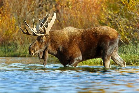 Moose Animal Stock Photos Kimballstock