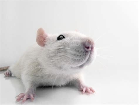 11 reasons why rats make good pets - and you should own one!