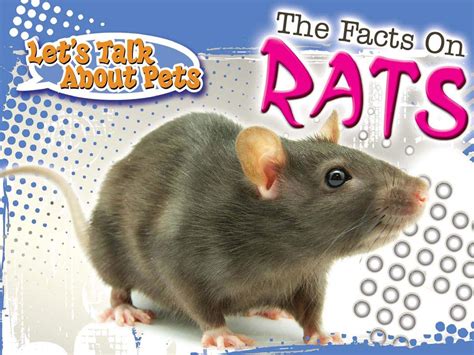 Rat Facts All You Need To Know About Rats Upkeen