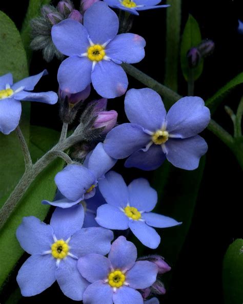 שם מקומי minut init art social. 54295-03 Myosotis scorpioides | Photo art, Art, Floral