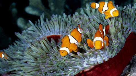 Clownfish Sea Anemones Coral Nature Fish Wallpapers Hd